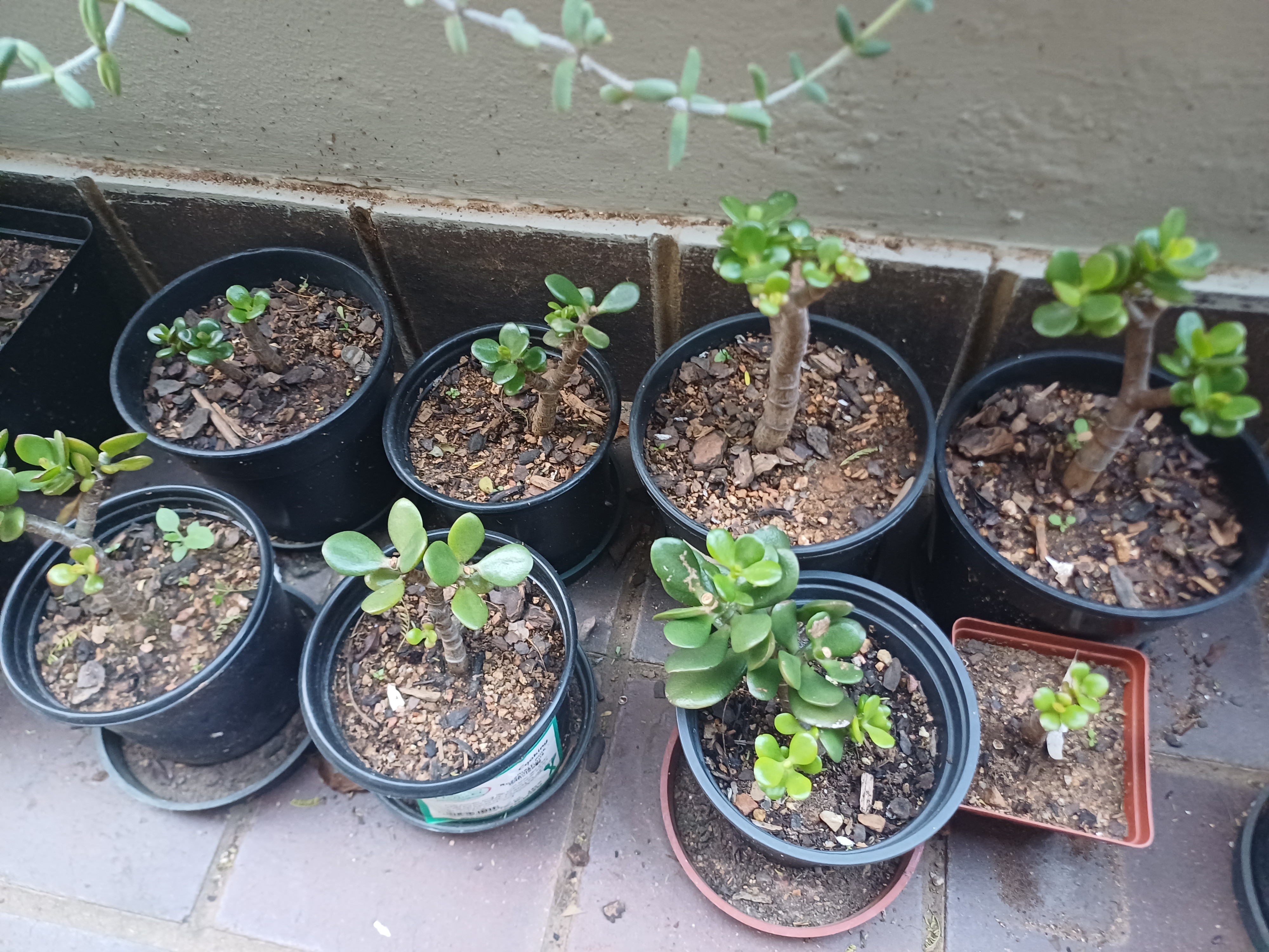 Jade plants